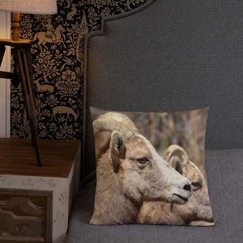 Rocky Mountain Bighorn