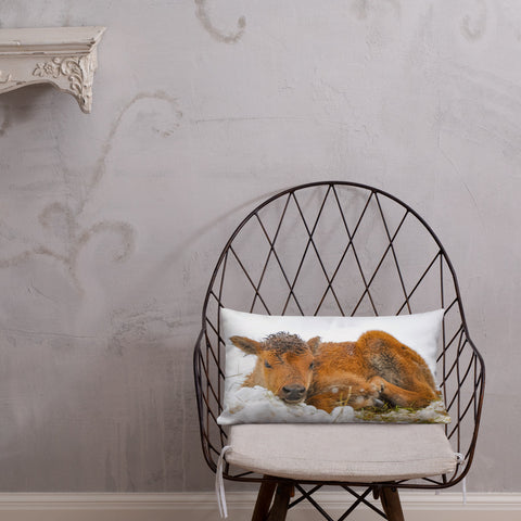 Juvenile Buffalo in the Snow