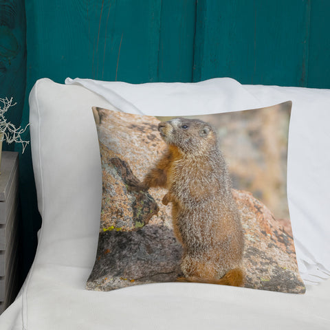 Yellow-Bellied Marmot on Trail Ridge Road