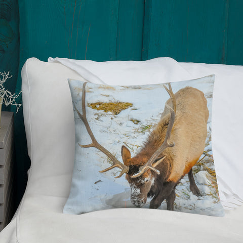 Rocky Mountain Bull Elk