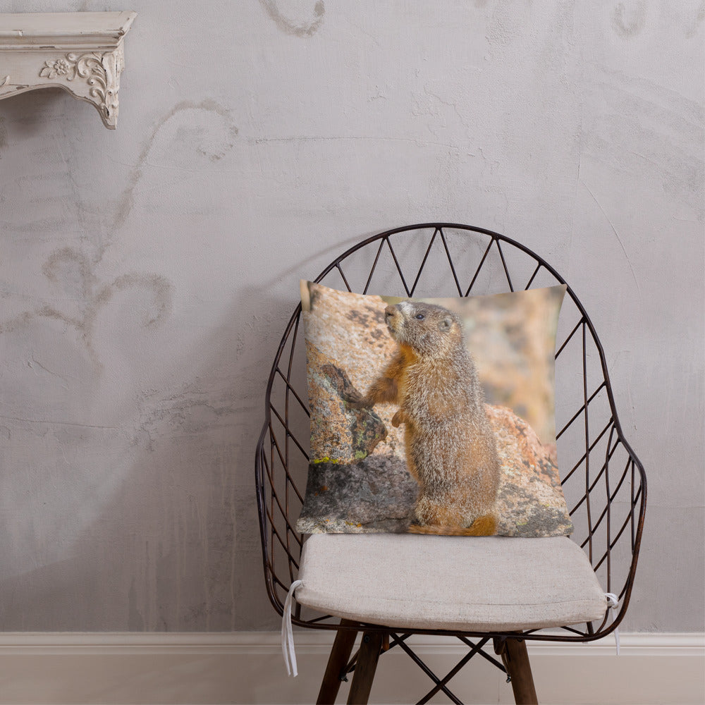 Yellow-Bellied Marmot on Trail Ridge Road