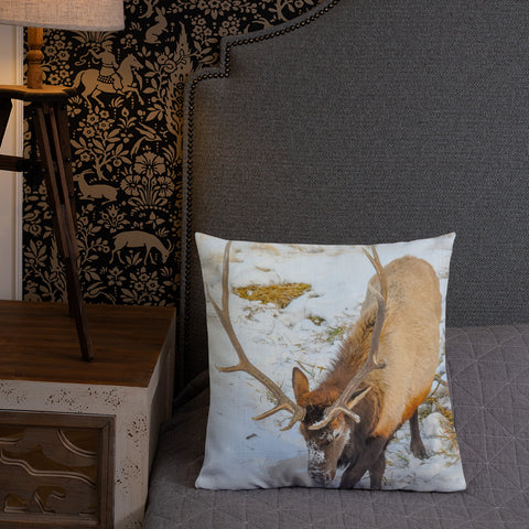 Rocky Mountain Bull Elk