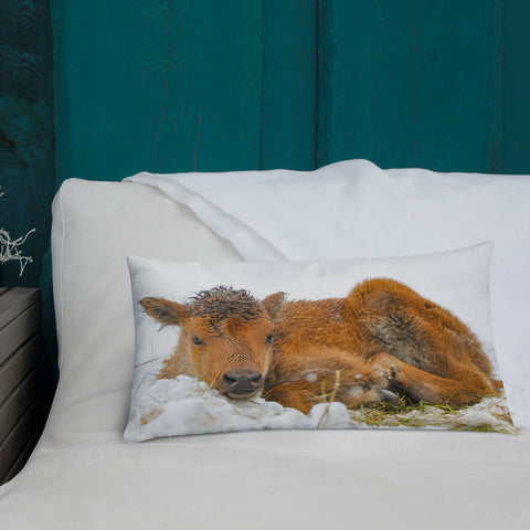 Juvenile Buffalo in the Snow