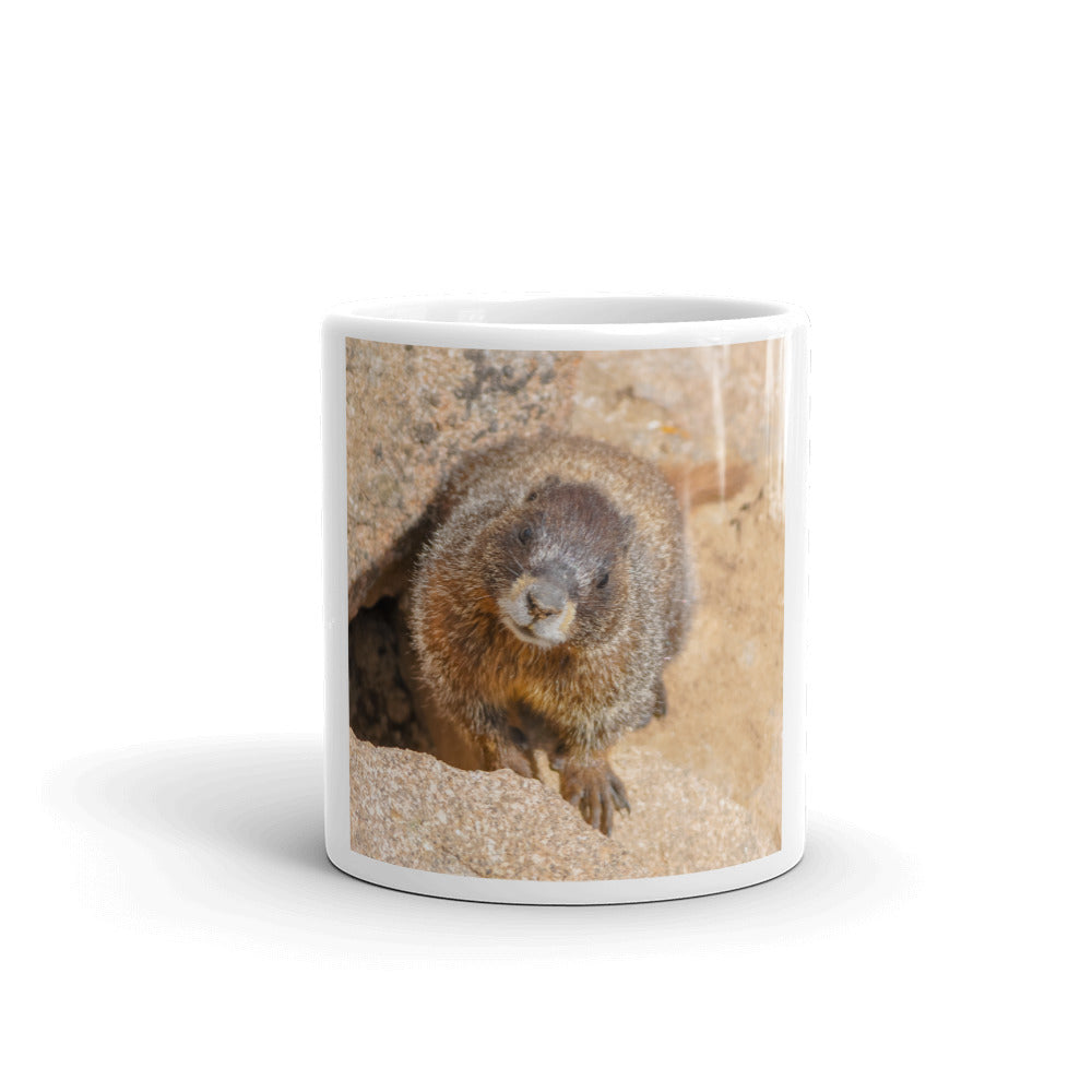 Curious Yellow-bellied Marmot