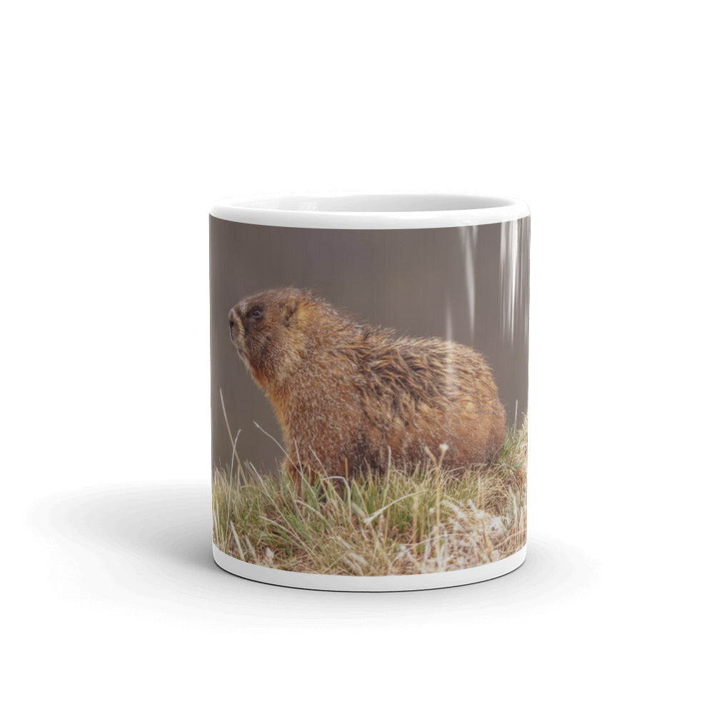 Yellow-Bellied Marmot