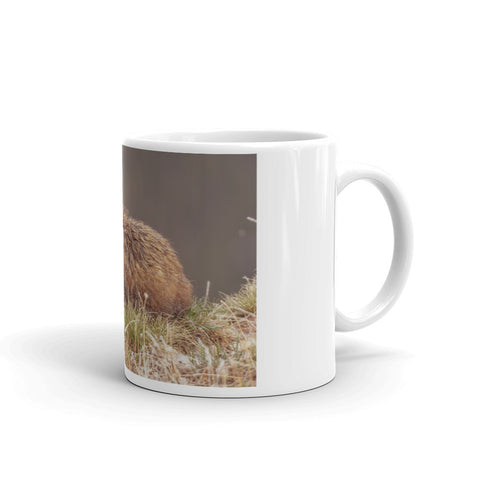 Yellow-Bellied Marmot