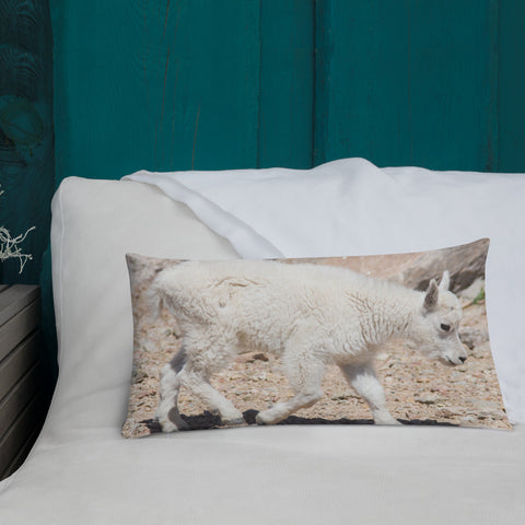 A Young Rocky Mountain Goat