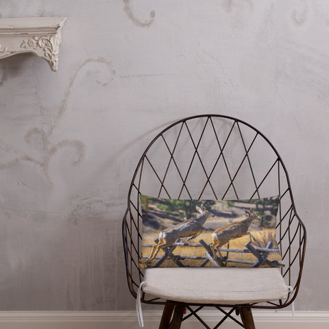 Rocky Mountain Mule Deer Steeplechase