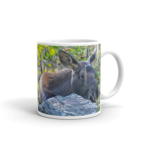 Juvenile Moose