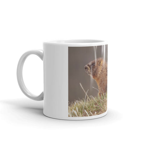 Yellow-Bellied Marmot