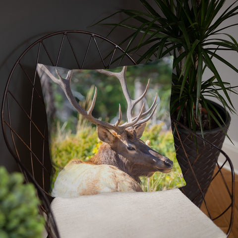 A Bull Elk's Backward Glance