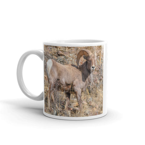 Rocky Mountain Bighorn Sheep
