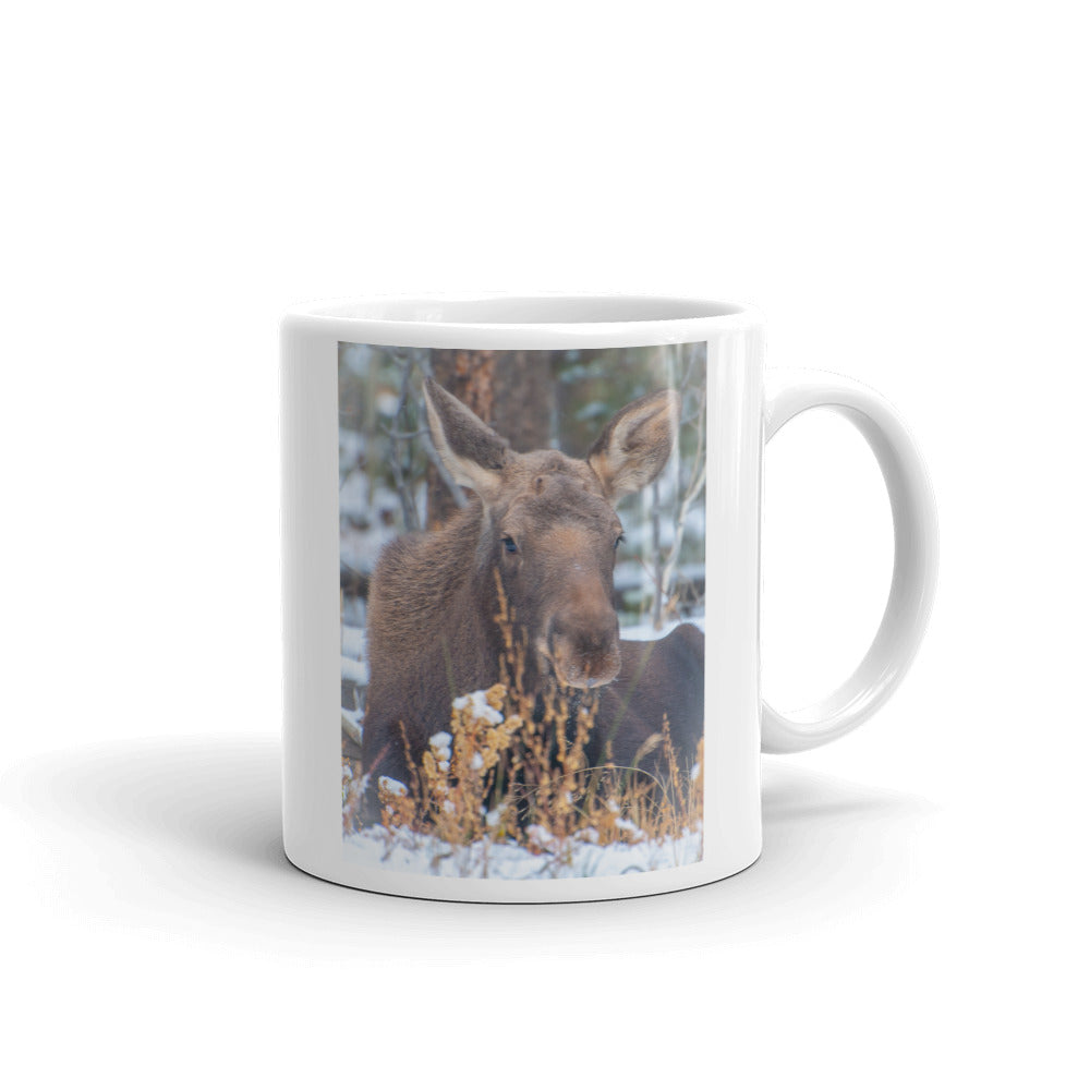 Baby Moose Calf