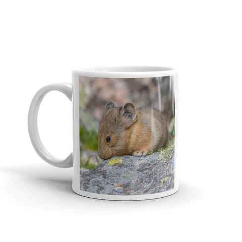 Baby Pika at Mount Evans