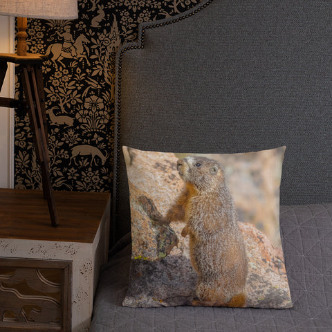 Yellow-Bellied Marmot on Trail Ridge Road