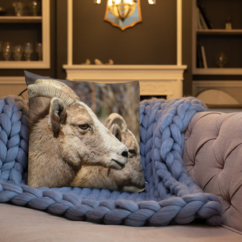 Rocky Mountain Bighorn