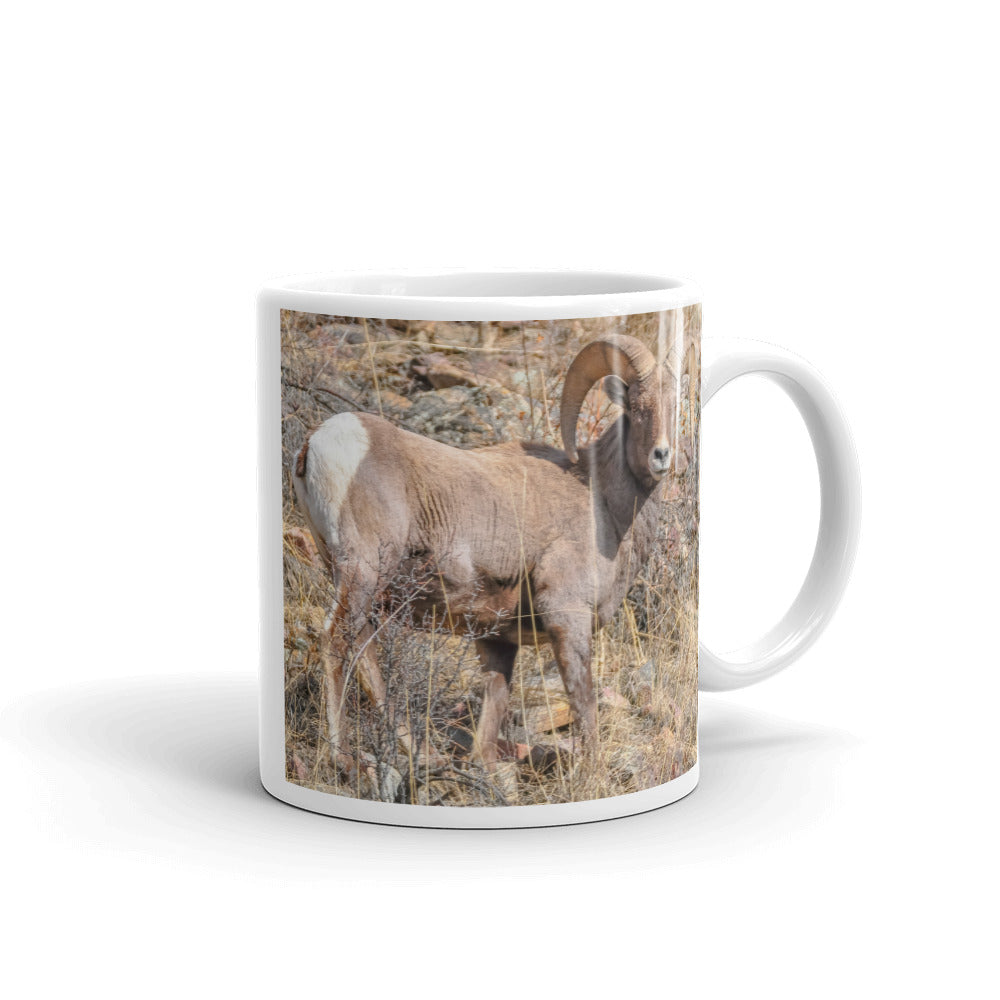 Rocky Mountain Bighorn Sheep
