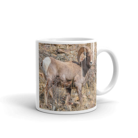 Rocky Mountain Bighorn Sheep