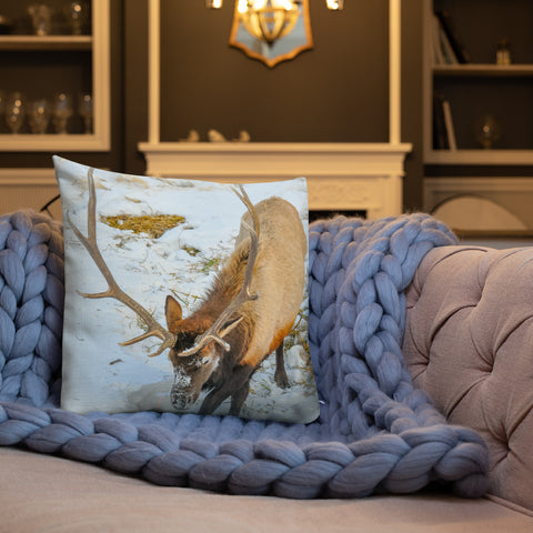 Rocky Mountain Bull Elk