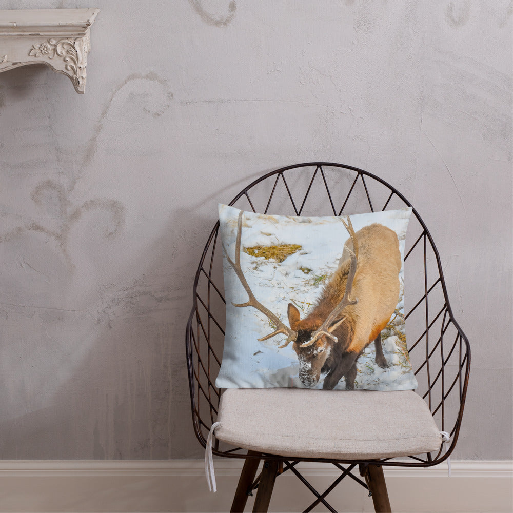 Rocky Mountain Bull Elk