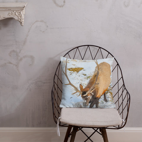 Rocky Mountain Bull Elk