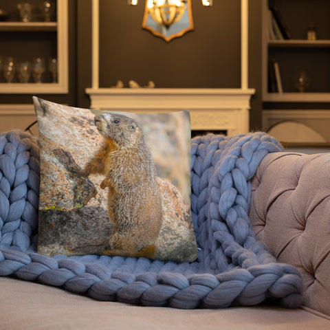 Yellow-Bellied Marmot on Trail Ridge Road