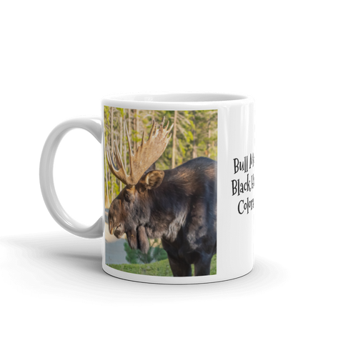Bull Moose in Black Hawk