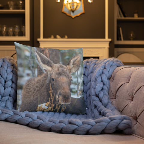 Moose Calf in Winter