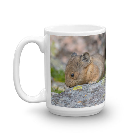 Baby Pika at Mount Evans