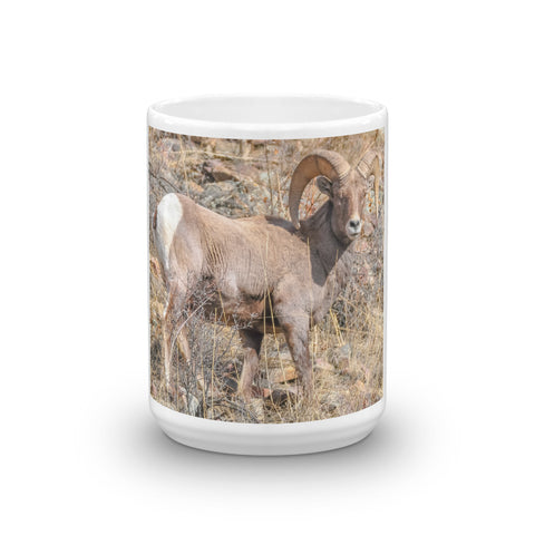Rocky Mountain Bighorn Sheep