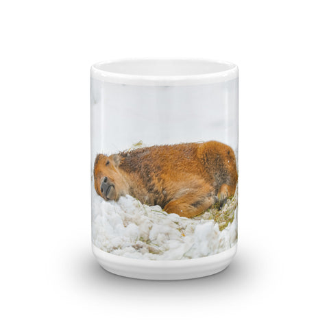 Baby Bison Calf