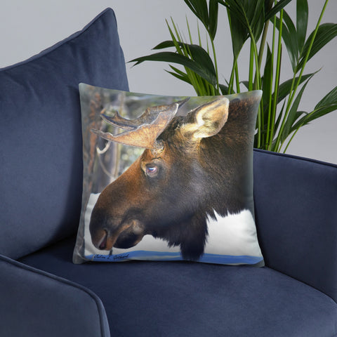 Bull Moose