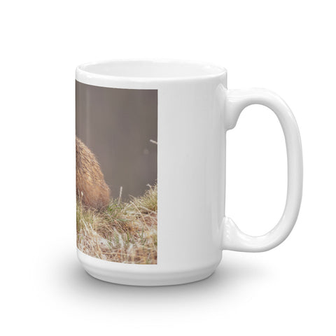 Yellow-Bellied Marmot