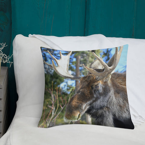 Jefferson the Bull Moose