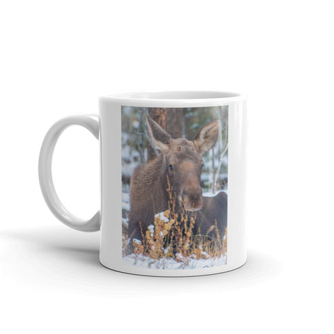 Baby Moose Calf