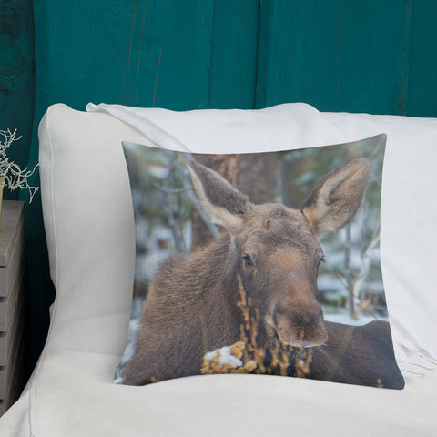 Moose Calf in Winter