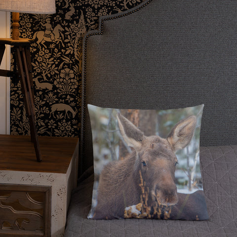 Moose Calf in Winter