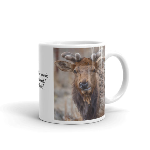 Bull Elk in Moraine Park