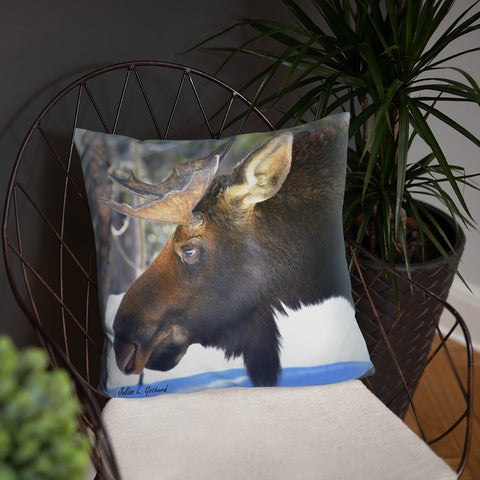 Bull Moose
