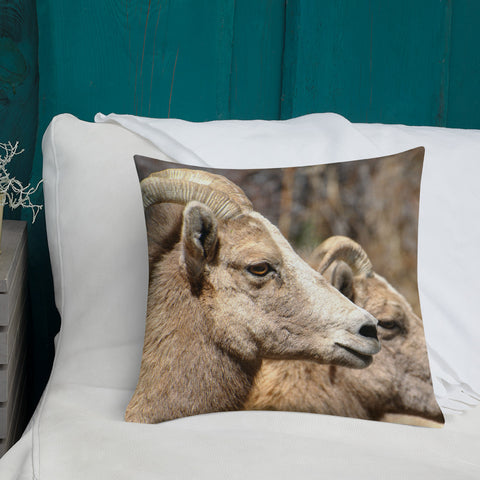 Rocky Mountain Bighorn