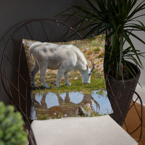 Rocky Mountain Goat Reflecting Pool