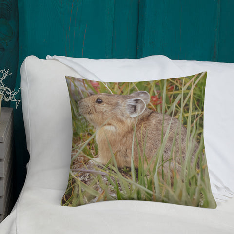 Pika Preparing For Winter In Mount Evans Tundra