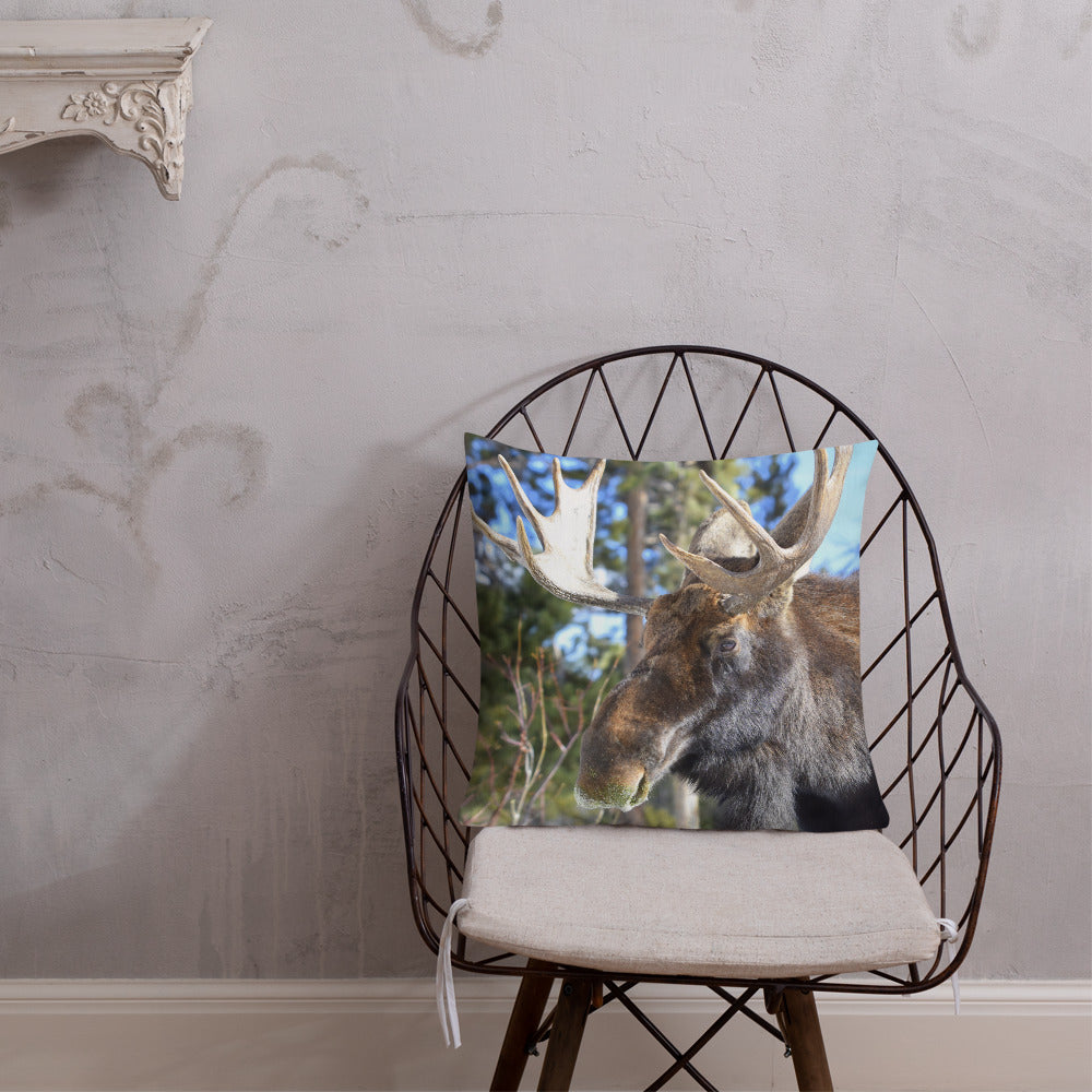 Jefferson the Bull Moose