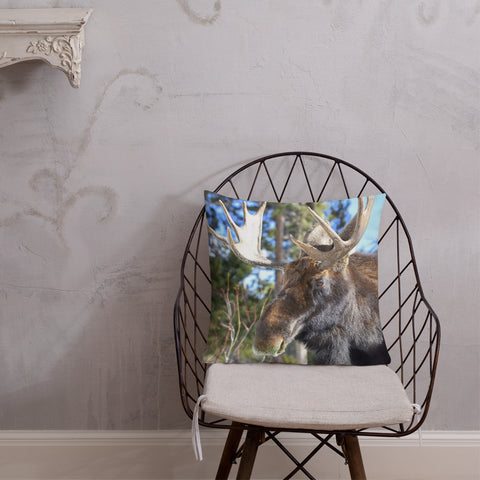 Jefferson the Bull Moose