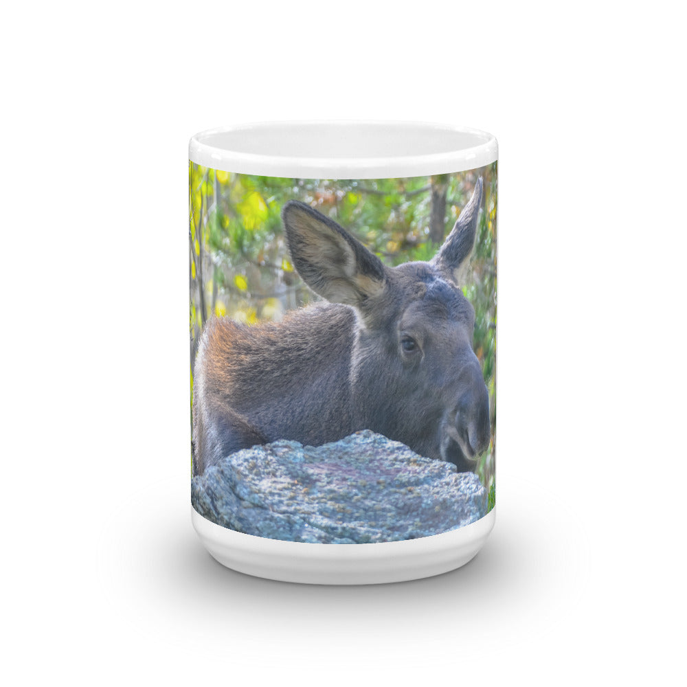 Juvenile Moose
