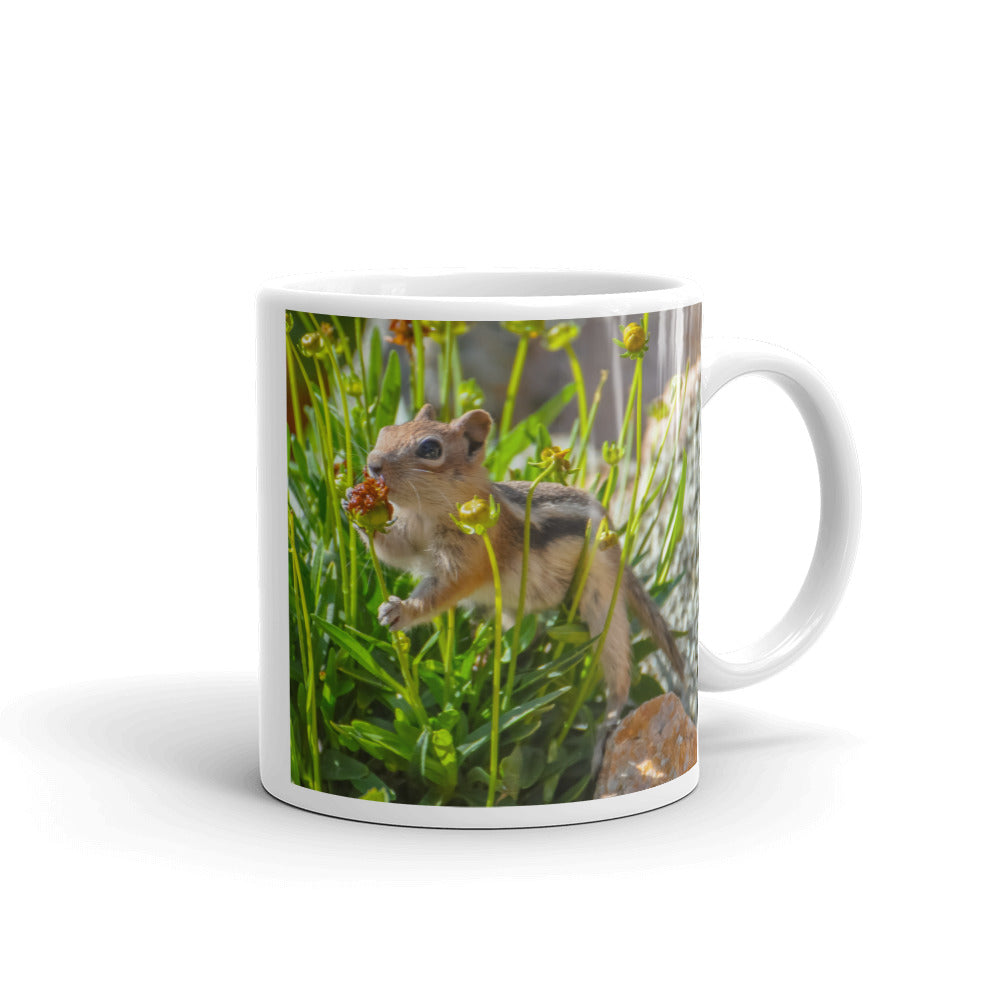 Golden-mantled Ground Squirrel