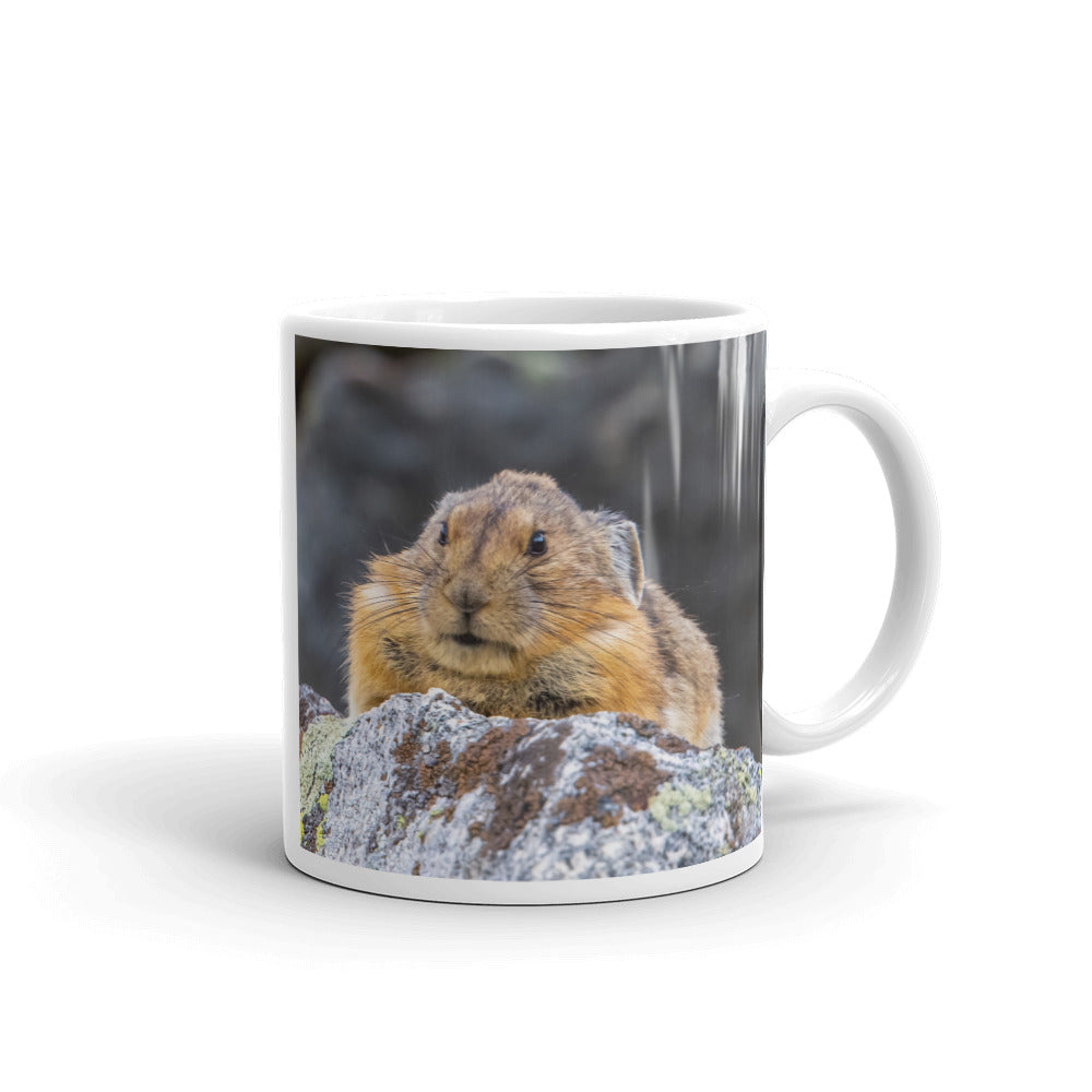Grumpy Pika