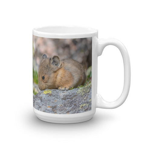 Baby Pika at Mount Evans
