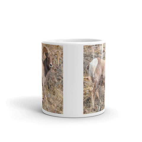 Rocky Mountain Bighorn Sheep