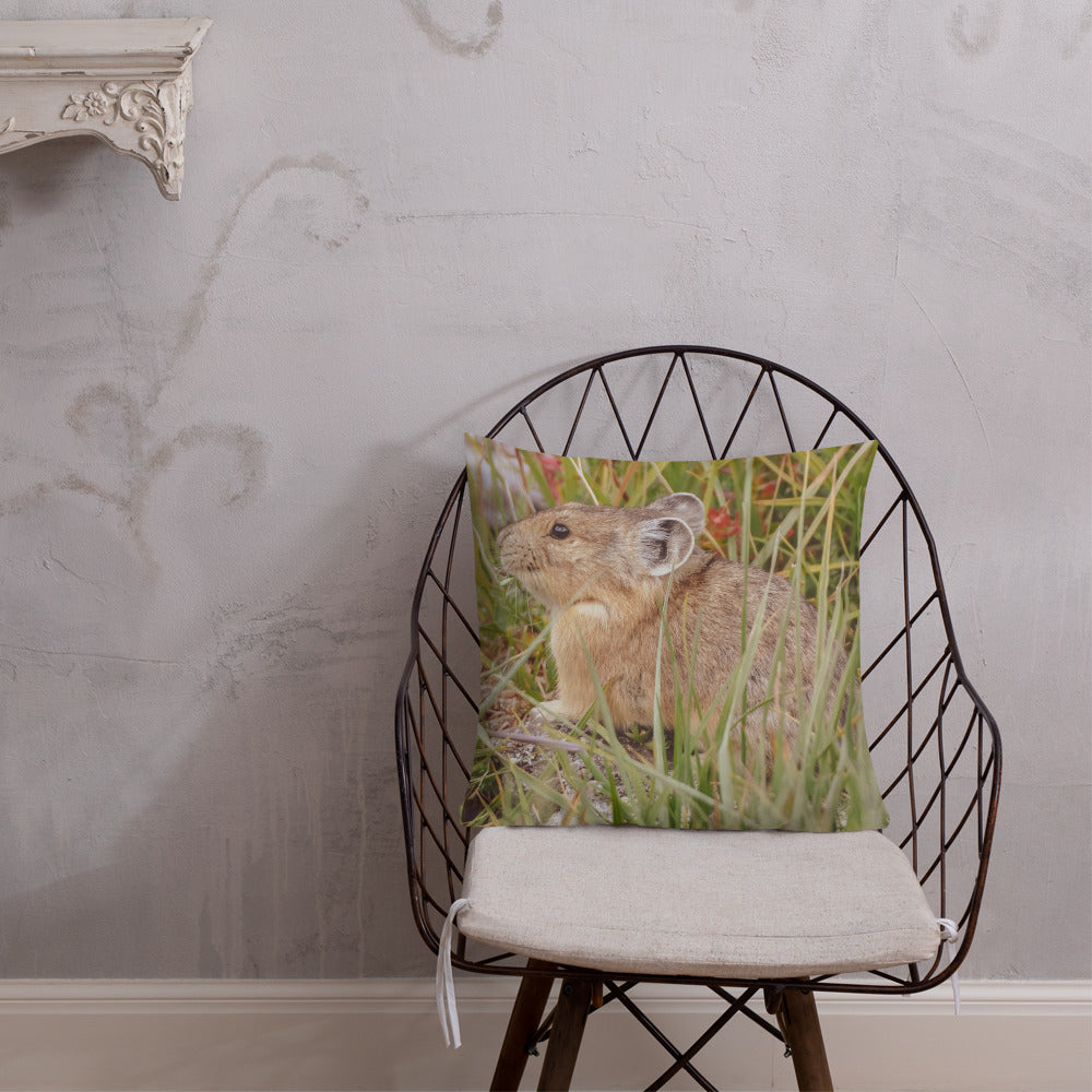 Pika Preparing For Winter In Mount Evans Tundra